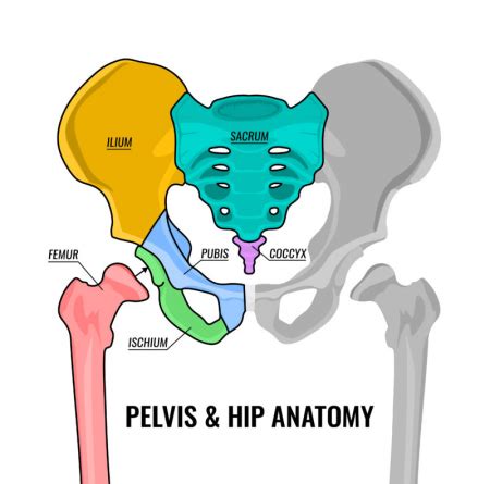 Pelvis And Ligaments Pelvis Anatomy Anatomy Bones Hip Anatomy My XXX