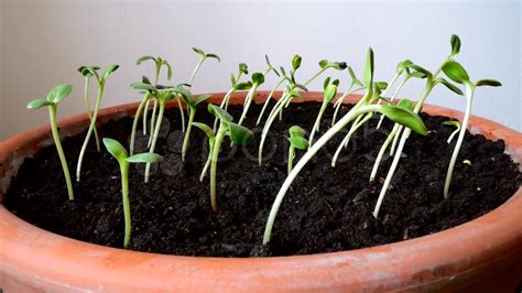 The closer the light is to the tray, the better. How to Grow Sunflowers from Seeds? | Flower Meanings ...