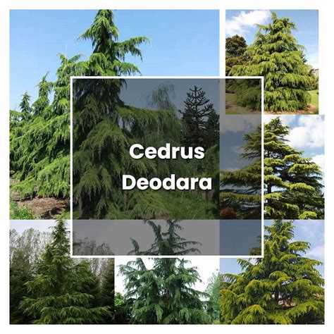 How To Grow Cedrus Deodara Plant Care And Tips Norwichgardener
