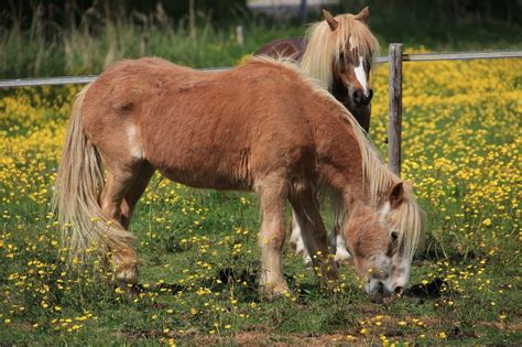 horse terminology lingo terms  pet keen