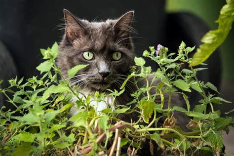 Is Catnip Bad For Cats What You Need To Know Catster