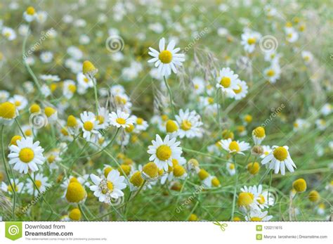 White And Yellow Chamomile Daisies In Meadow Stock Image