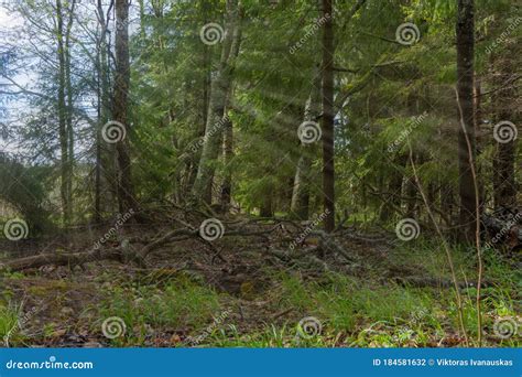 Photo Of Scandinavian Nature Swedish Forest Farnebofjarden National