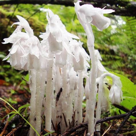 Ghost Pipe Monotropa Uniflora Is A Non Photosynthetic Plant What You