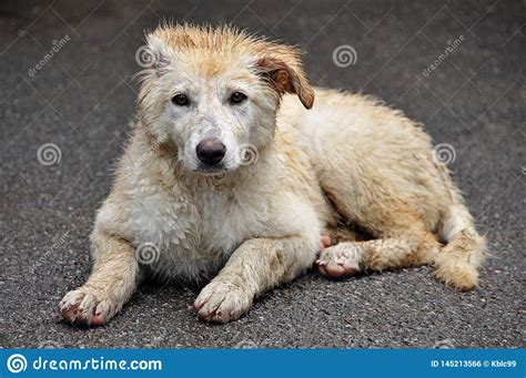 The Concept Of Homeless Animals The Shelter Or Veterinary