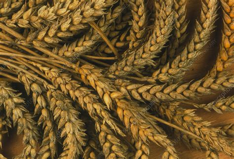 Ears Of Wheat Stock Image E7700968 Science Photo Library