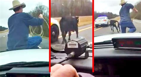 Insane Footage Captures The Moment A Cowboy Rode A Cop Car To Lasso A