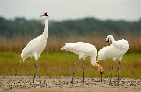 Whooping Crane Description Habitat Image Diet And Interesting Facts