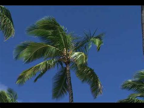 This pack has all the possible codecs that you'd need for your video and audio files! Hawaii 123 - ArtBeats Code Rage HD Vol.1 Download FREE ...