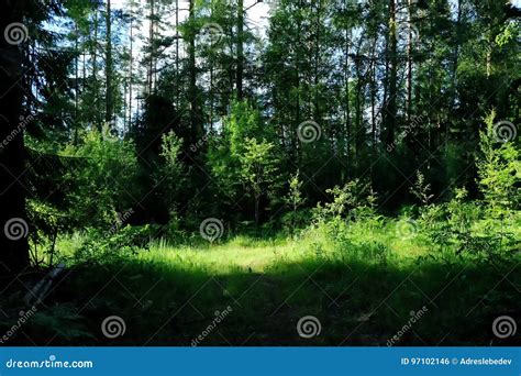 Summer Forest In Northwest Of Russia Stock Photo Image Of Flora