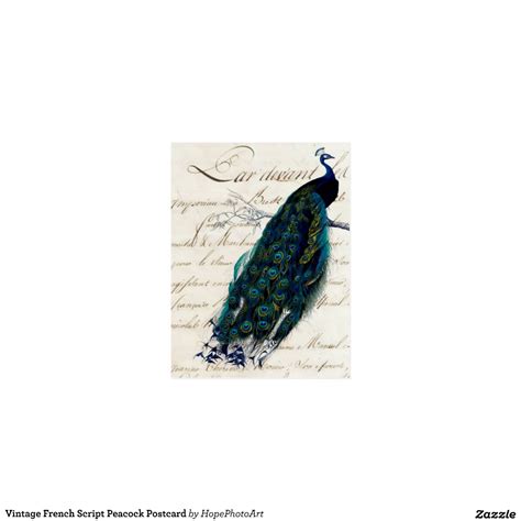 Vintage French Script Peacock Postcard Zazzle