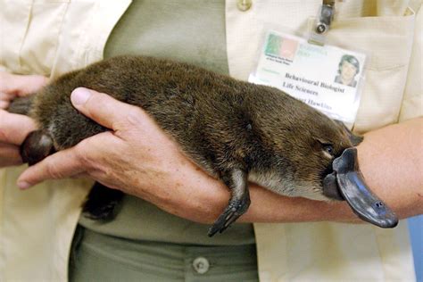 Scientists Fear Platypuses Could Go Extinct Australia Climate