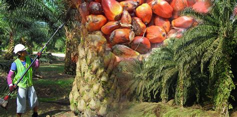 The malaysian oil palm industry is just full of history. SUSTAINABLE MANAGEMENT OF OIL PALM PLANTATION INDUSTRY AND ...