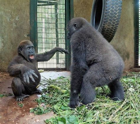 Orphaned Gorilla Flips Out When He Meets A New Friend Gorilla Wild