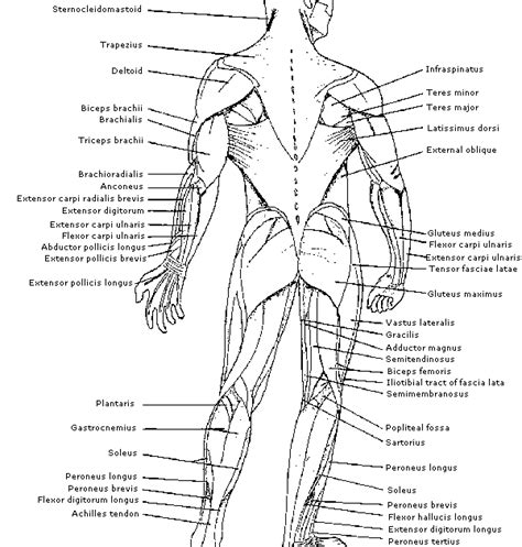 Printable Muscle Anatomy Chart Exercise And Muscle Guide