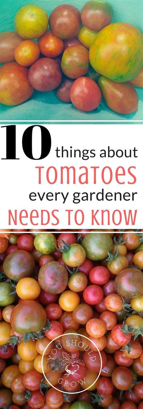 This Is Such Great Info About Tomatoes Growing Vegetables Growing