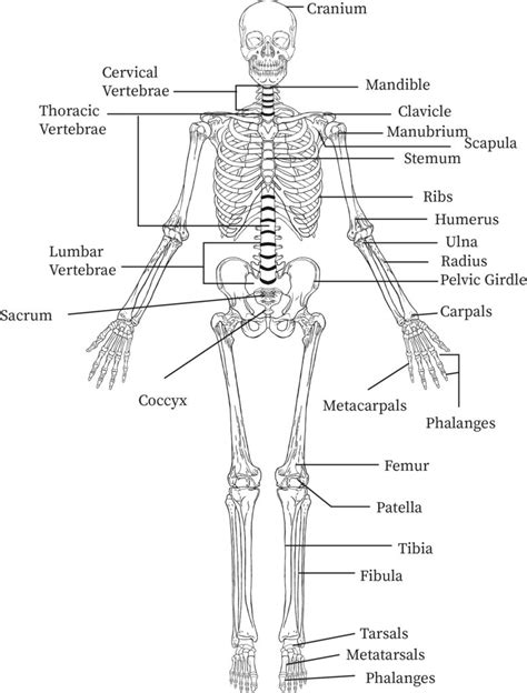 Structure And Function Of The Appendicular Skeleton Bartleby