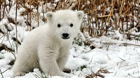 Cute Baby Polar Bear Backiee