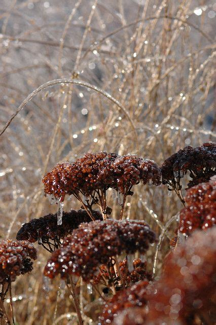Пин от пользователя Лариса Куликова на доске зима | Цветы, Природа и Осень