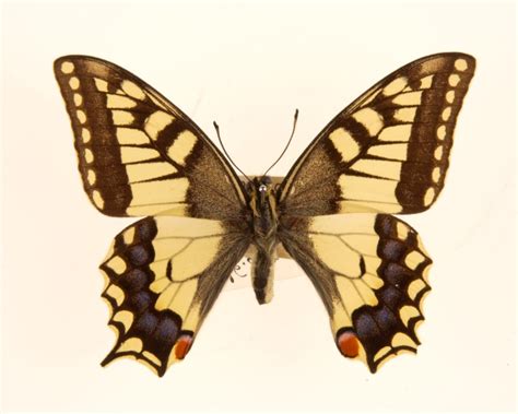 Papilio Machaon Old World Swallowtail Butterfly Butterflyhobbyist