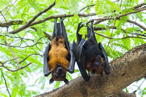 Sleeping synonyms, sleeping pronunciation, sleeping translation, english dictionary definition of sleeping. Why Do Bats Hang Upside Down While They Sleep? » Science ABC