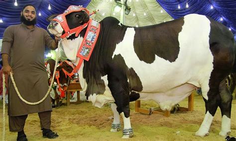 The first day of islamic month of shawwal is the eid day for muslims. Karachi Cattle Market: Fraudsters are Selling Animals with ...