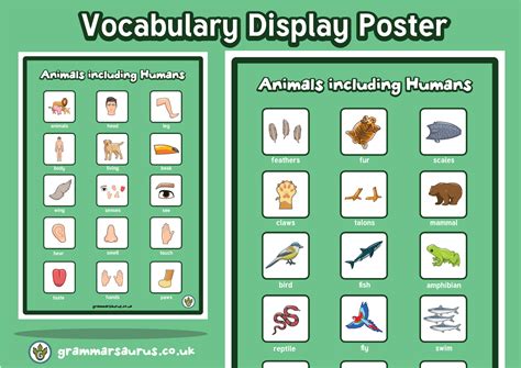 Ks2 Science Animals Including Humans Vocabulary Display Poster