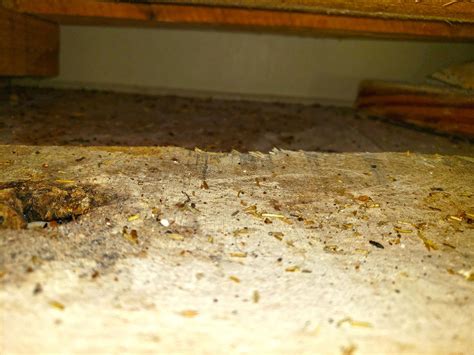 Pests We Treat Heres How To Prevent Rodents From Infesting Your