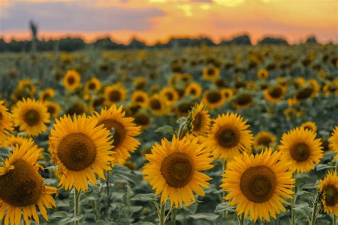 20 Must See Sunflower Fields In Kansas Summerautumn 2023
