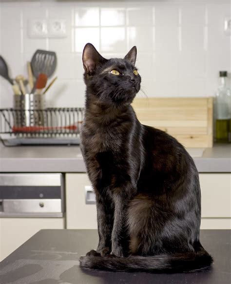 This will keep the cat away, but you may need to reapply it often to keep it sticky and it may leave a little residue. Cat Whisperer Jackson Galaxy's Advice for Keeping Your Cats off the Counter | Kitchn