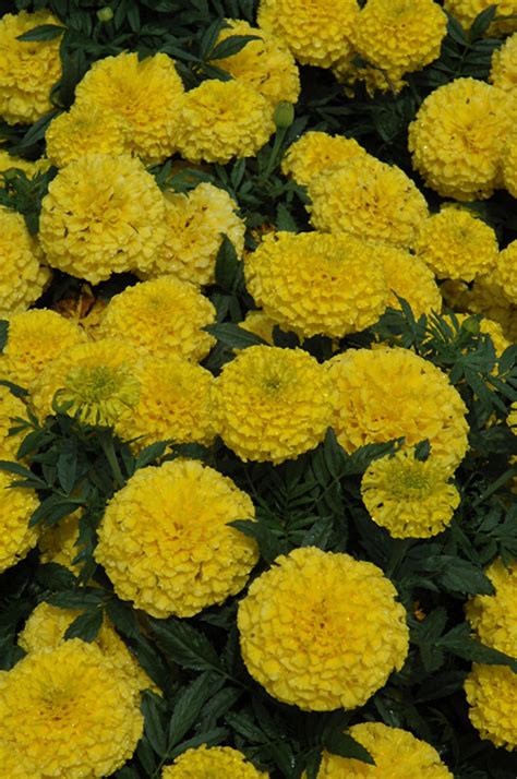 Taishan Yellow Marigold Tagetes Erecta Taishan Yellow
