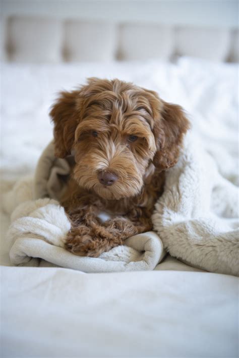 As you explore our site, you'll find answers to some of the most commonly asked goldendoodle haircut questions such as goldendoodle goldendoodle puppy goldendoodle minature ...