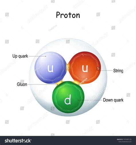 Structure Gluon Elementary Particle That Glue Stock Vector Royalty