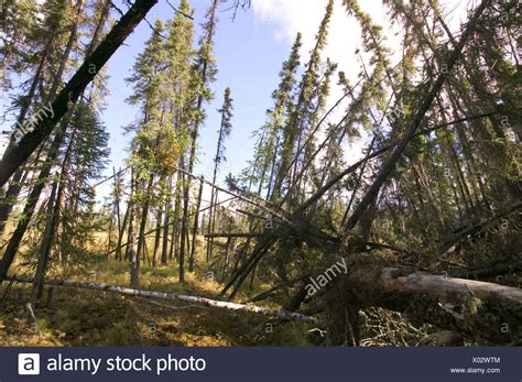 Drunken Forest High Resolution Stock Photography And Images Alamy