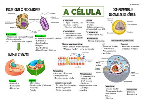 Célula Eucarionte E Procarionte Célula Animal E Vegetal Organelas