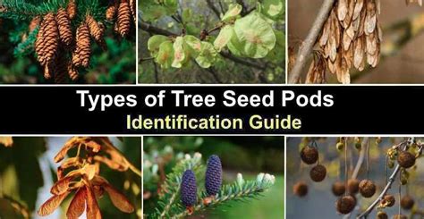 Types Of Tree Seed Pods Identification Guide With Pictures