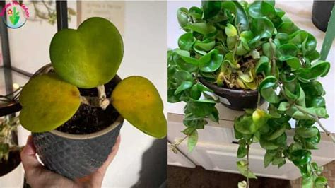 How to get rid of the stale water smell from an indoor plant. Why Are My Hoya Leaves Turning Yellow? (And How to Fix It ...