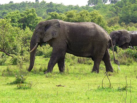 Disputed maritime border between ghana and cte d'ivoire. Kinderweltreise ǀ Ghana - Tiere & Pflanzen