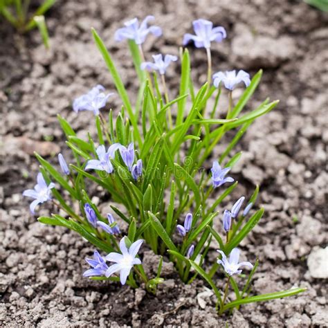 Blue Snowdrop Spring Flowers Closeup View On Earth Background Stock