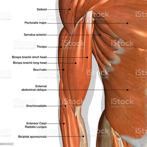 Male Arm And Chest Muscles Labeled Chart On White Stock
