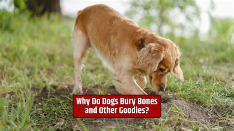 Why Do Dogs Bury Bones And Other Goodies