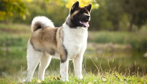 20 Mislabeled Aggressive Dog Breeds That Need Lots Of Training