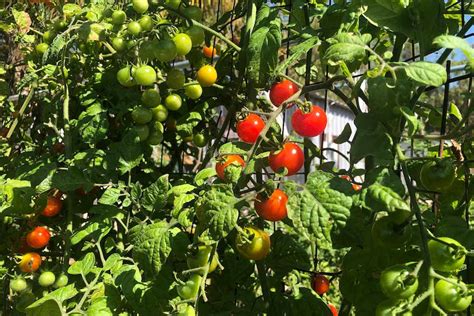 Organic Sweetie Cherry Tomato — San Diego Seed Company