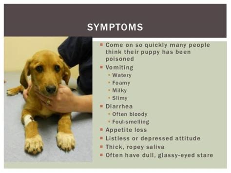 Can Puppy Vaccines Cause Diarrhea
