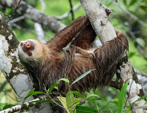 Sloth Hd Wallpapers Backgrounds