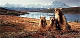 Images of Alaska Tour Cruise Land Packages