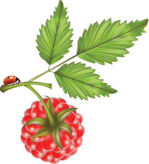 Raspberry Png Image Ягоды Божьи коровки Фрукты