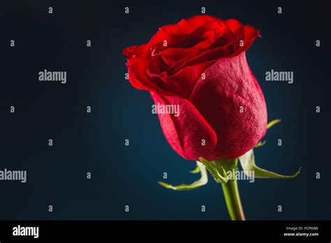 Beautiful Red Rose On Black Background Stock Photo Alamy