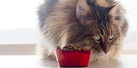 A feline who doesn't eat can be seriously sick. Cat Not Eating Much but Acting Normal - DiscoverLab
