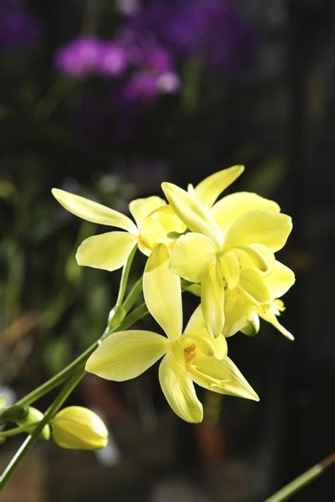 Flowers mean forgiveness, i heard a poet say, when you need forgiveness, you give her a bouquet, flowers mean forgiveness, my darling, here i stand, asking your forgiveness, with flowers in my hand. Flowers That Mean Forgiveness | Hunker